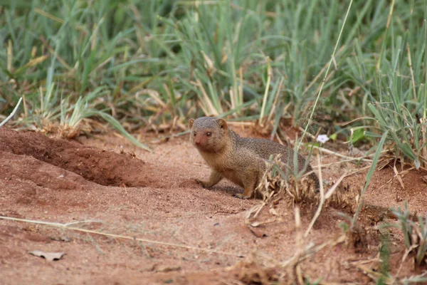 Nahaufnahme Eines Niedlichen Mungos Fauna Tarangire Nationalpark Tansania — Stockfoto