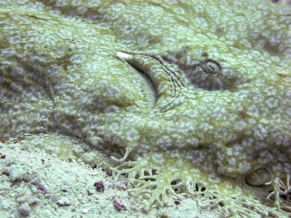 Primo Piano Meraviglioso Pesce Nel Mare — Foto Stock