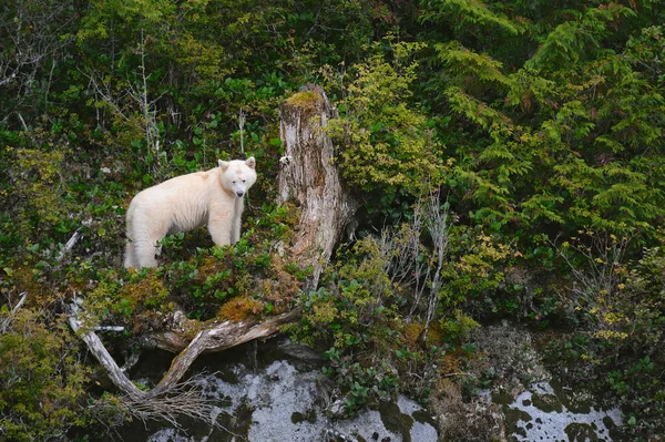 Egy Megnyerő Fehér Szellemmedve Ursus Americanus Kermodei Áll Vadon Termő — Stock Fotó