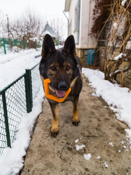 ドイツの羊飼いは雪の中でおもちゃを口の中で遊んでいます — ストック写真