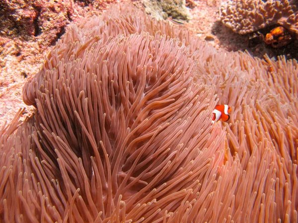 水中の赤い植物と小さな魚の素晴らしいショット — ストック写真