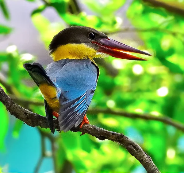 Gros Plan Martin Pêcheur Perché Sur Une Branche Arbre — Photo