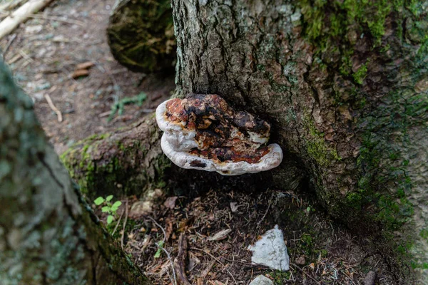 Mise Point Sélective Champignon Dans Forêt — Photo