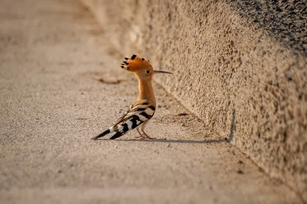 晴れた日に地面にかわいいカラフルな小さなフープー鳥の選択的な焦点ショット — ストック写真