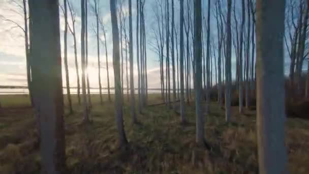 阳光明媚的海面上的森林景观 — 图库视频影像