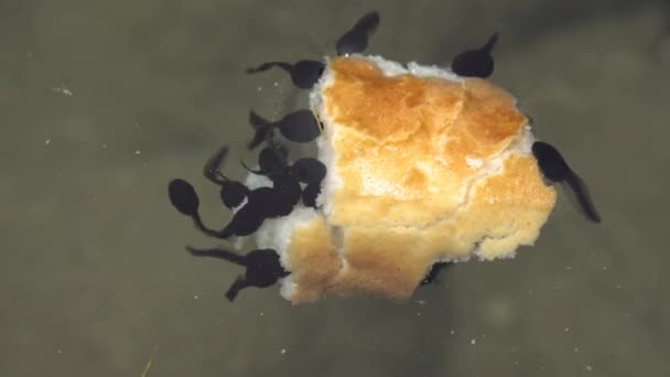 Small Tadpoles Eating Bread Piece Pond — Stockvideo