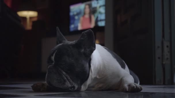Cute Little French Bulldog Lying Floor House — Stock Video