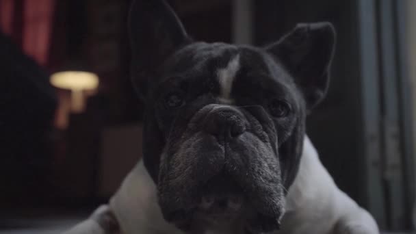 Niedliche Kleine Französische Bulldogge Liegt Haus Auf Dem Boden — Stockvideo