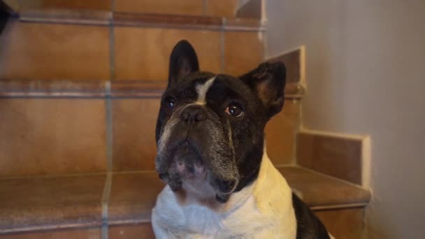 Carino Piccolo Bulldog Francese Seduto Sulle Scale Casa — Video Stock