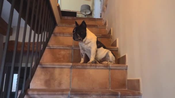 かわいいフランスのブルドッグが家の階段に座って — ストック動画