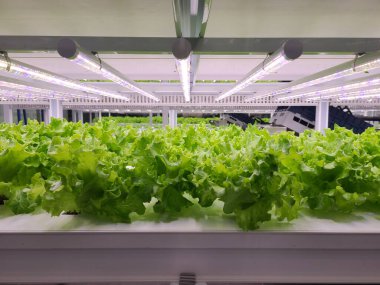 Vegetables are growing in indoor farm(vertical farm). Vertical farming is sustainable agriculture for future food and used for plant vaccine. clipart