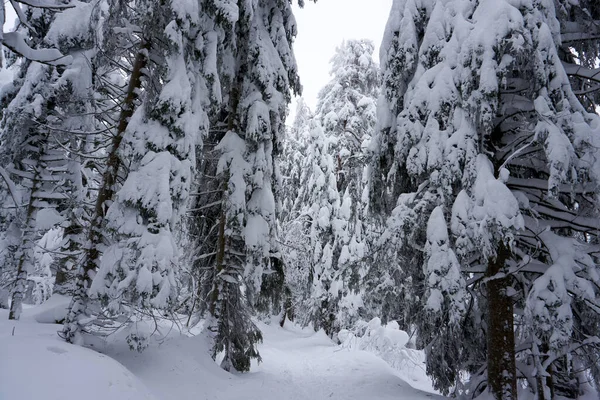 Fascinerande Bild Vackra Snötäckta Träd Skogen — Stockfoto
