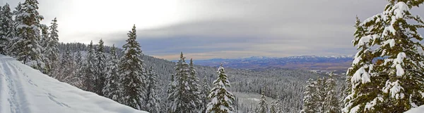 Kasvetli Gökyüzünün Altında Karla Kaplı Ağaçlarla Dolu Bir Ormanın Panoramik — Stok fotoğraf