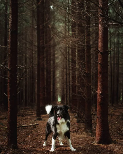 Egy Függőleges Lövés Fekete Fehér Határ Collie Erdőben — Stock Fotó