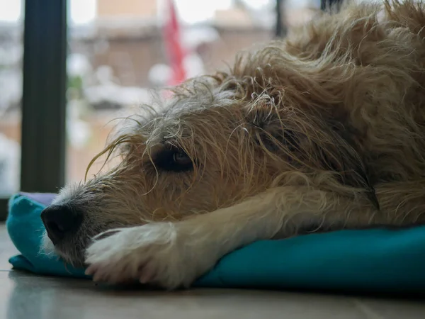 ターコイズの布の上に寝そべっている犬のクローズアップ — ストック写真