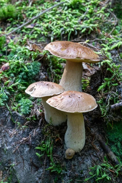 버섯의 선택적 숲에서 자라는 — 스톡 사진