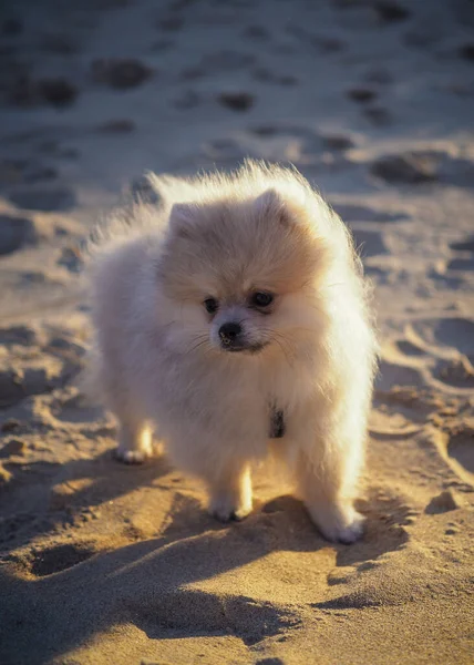 해변의 모래에 매달린 귀여운 포메라니안 강아지의 — 스톡 사진