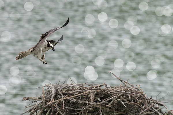 Balbuzard Entre Dans Nid Avec Nourriture Dans Les Serres — Photo