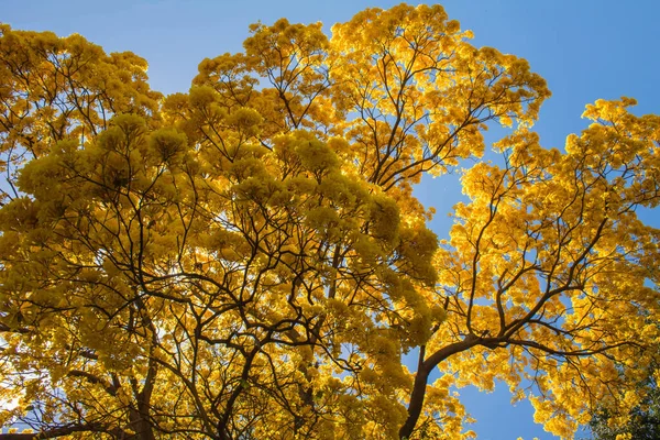 Tiro Ângulo Baixo Uma Árvore Amarela Brilhante Contra Céu Azul — Fotografia de Stock