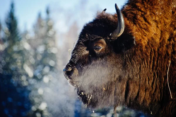 Bisonte Salvaje Marrón Invierno Con Bosque Cubierto Nieve Fondo Islandia — Foto de Stock