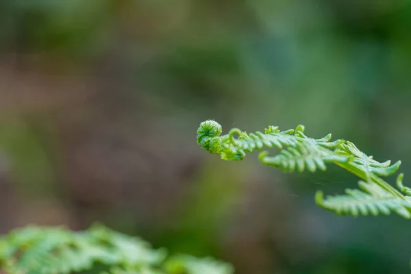 热带森林中捕获的蕨类植物的选择性集中拍摄 — 图库照片