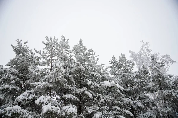 一张美丽的雪地树的照片 — 图库照片