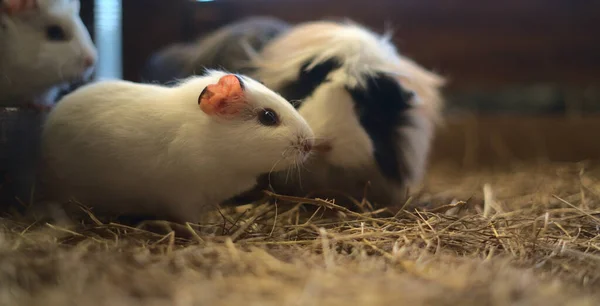 Selective Focus Shot White Guinea Pigs — Stock Photo, Image