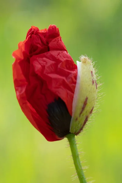 成ったポピーの花の選択的な焦点ショット — ストック写真