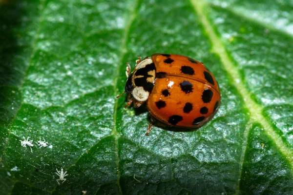 Gros Plan Une Coccinelle Assise Surface Une Feuille — Photo