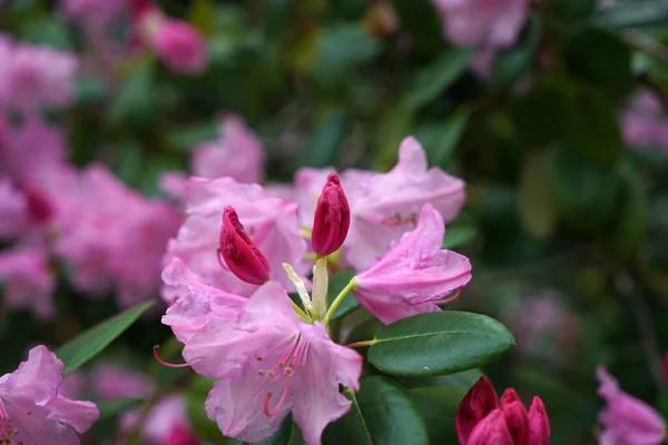 Płytkie Ujęcie Ostrości Kwitnącego Wspólnego Rododendronu Lub Kwiatu Rododendronu Pontyckiego — Zdjęcie stockowe