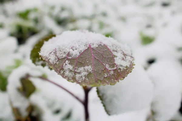 Ένα Επιλεκτικό Πλάνο Εστίασης Ενός Φύλλου Που Καλύπτεται Από Χιόνι — Φωτογραφία Αρχείου