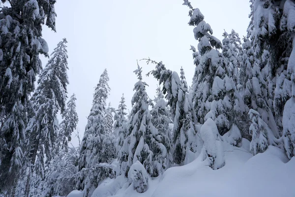 Eine Faszinierende Aufnahme Wunderschöner Schneebedeckter Bäume Wald — Stockfoto