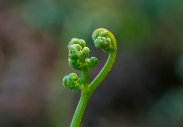 곱슬곱슬 이색적 식물의 선택적 — 스톡 사진