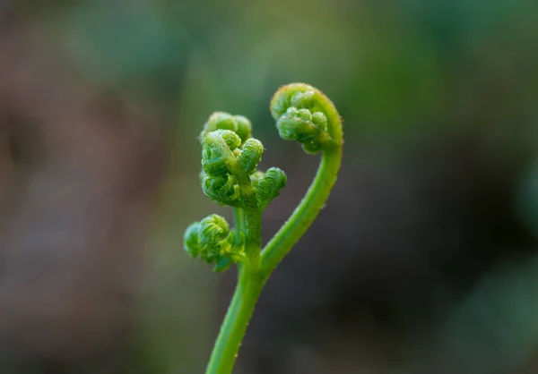 Plan Sélectif Une Plante Exotique Aux Feuilles Frisées — Photo