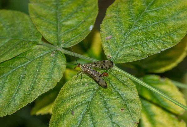 Eine Selektive Fokusaufnahme Eines Exotischen Insekts Auf Den Blättern — Stockfoto