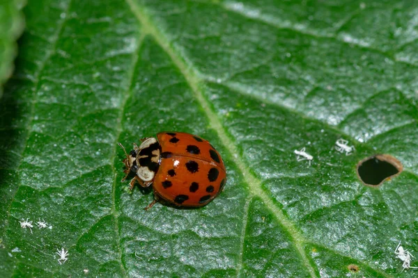 Primo Piano Una Piccola Coccinella Seduta — Foto Stock