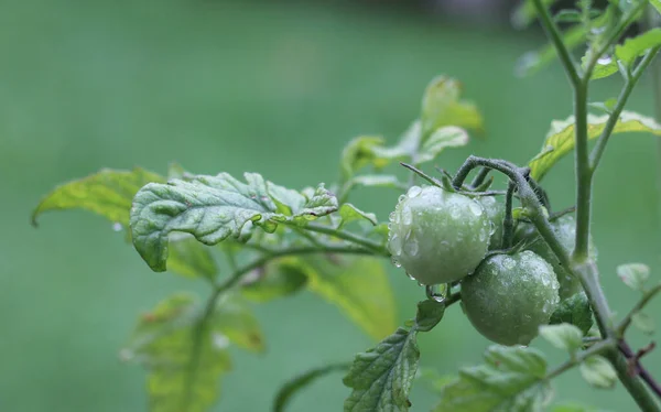 Mise Point Sélective Gouttes Rosée Sur Des Tomates Vertes Non — Photo