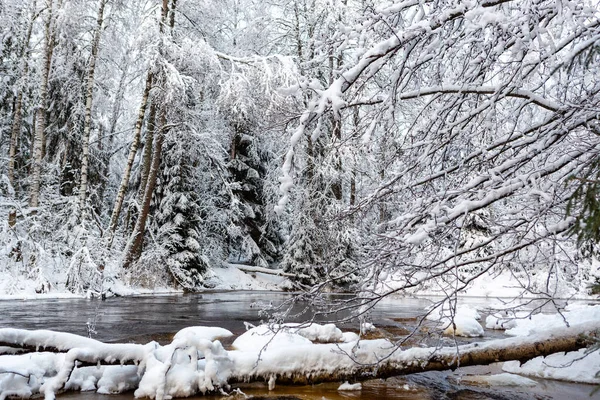 Frozen River Forest Winter — Stock Photo, Image