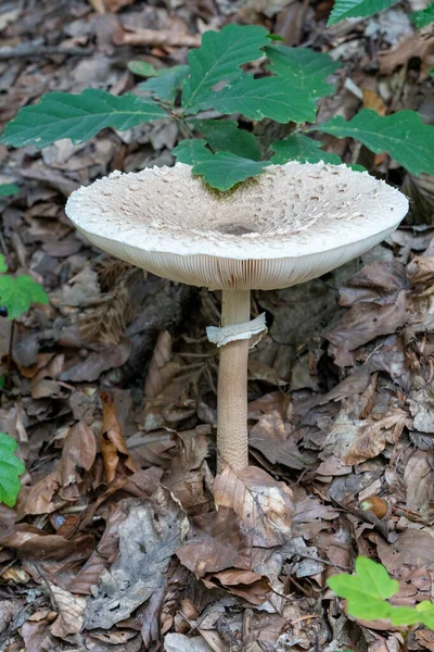 Eine Selektive Aufnahme Des Sonnenschirmpilzes Der Einem Wald Wächst — Stockfoto