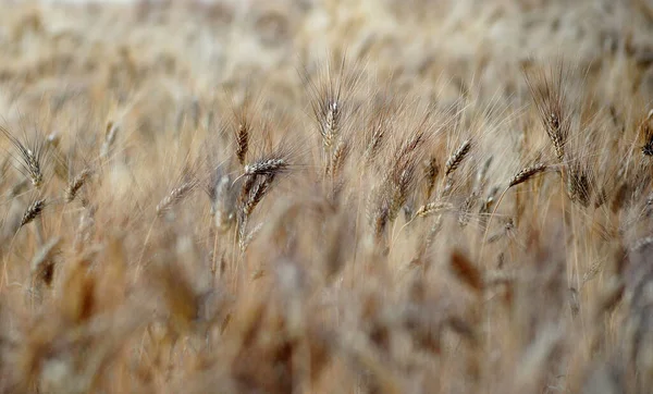 Ein Selektiver Fokusschuss Von Weizen Auf Einem Feld Sonnenlicht — Stockfoto