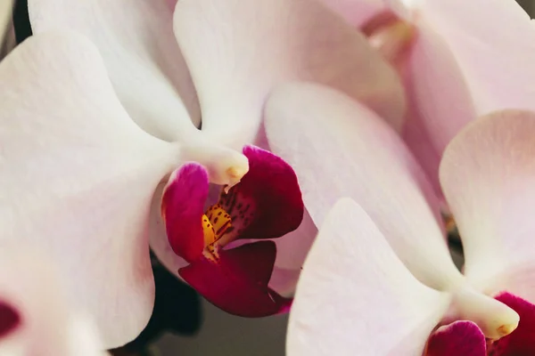 Gros Plan Belles Orchidées — Photo