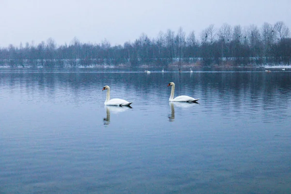 Two Swans Swimming Lake Gloomy Lake — Stock Photo, Image