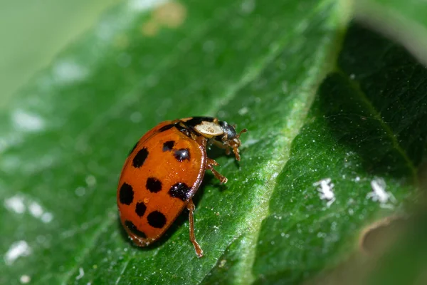 Plan Rapproché Une Petite Coccinelle Accrochée Surface Une Feuille — Photo