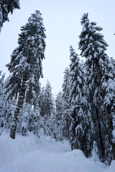 Niski Kąt Ujęcia Pięknych Pokrytych Śniegiem Drzew Lesie — Zdjęcie stockowe