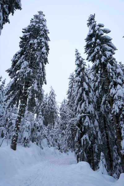 Låg Vinkel Skott Vackra Snötäckta Träd Skogen — Stockfoto