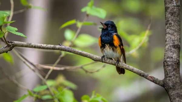 Hausrotschwanz Während Der Frühlingswanderung Setophaga Ruticilla — Stockfoto