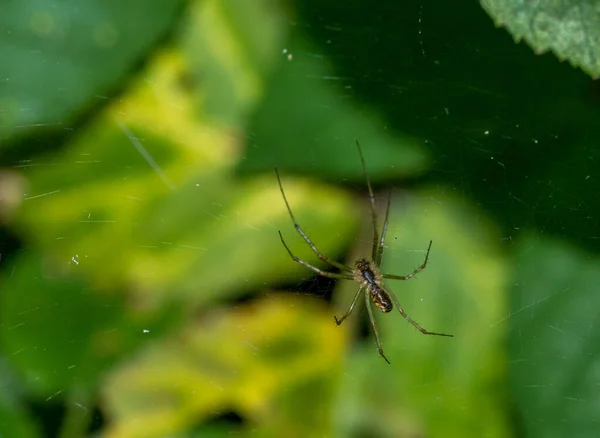 Eine Selektive Fokusaufnahme Einer Gefährlichen Spinne Die Den Spinnweben Auf — Stockfoto