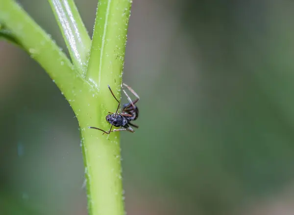 Tiro Foco Seletivo Uma Formiga Segurando Caule Uma Planta — Fotografia de Stock