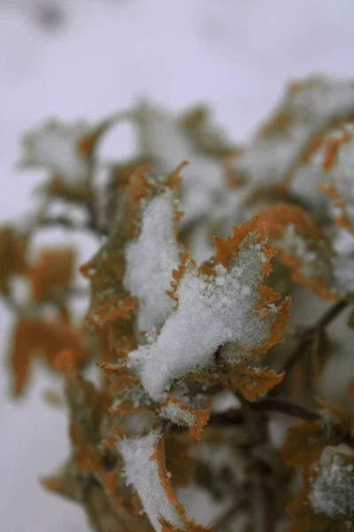 Una Messa Fuoco Verticale Selettiva Una Foglia Ricoperta Neve — Foto Stock