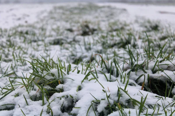 Een Close Opname Van Sneeuw Die Het Gras Grond Bedekt — Stockfoto